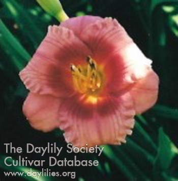 Daylily Suburban Tassy